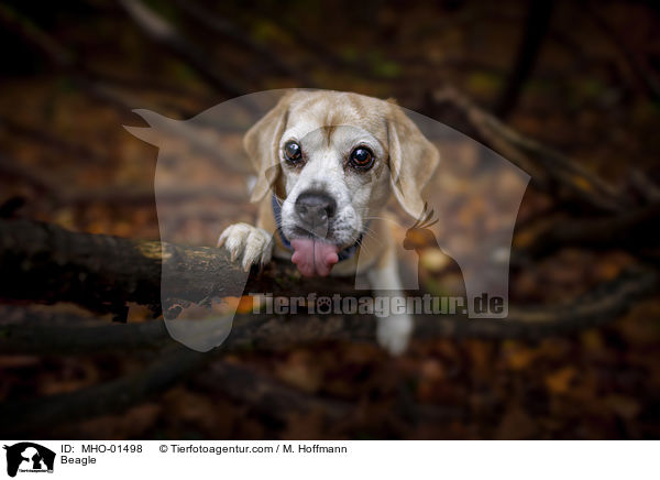 Beagle / Beagle / MHO-01498
