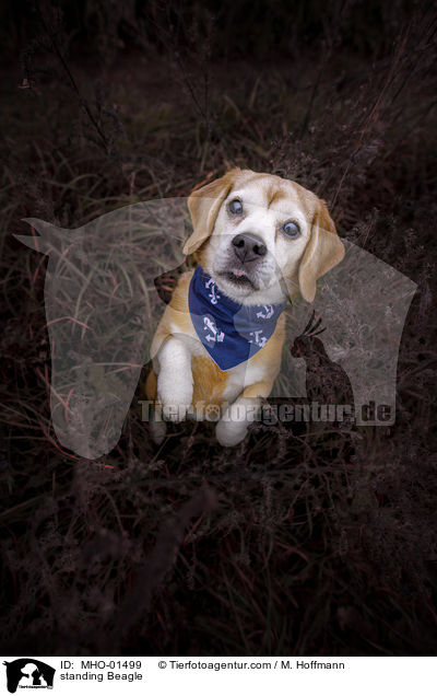 stehender Beagle / standing Beagle / MHO-01499