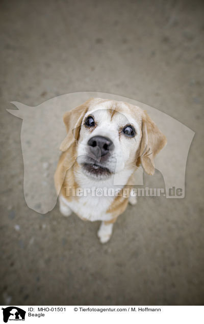 Beagle / Beagle / MHO-01501