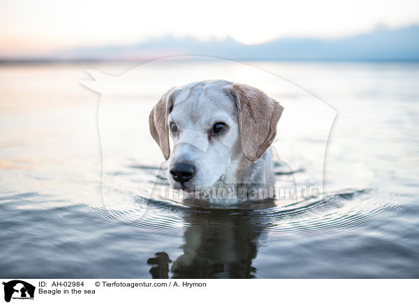 Beagle im Meer / Beagle in the sea / AH-02984