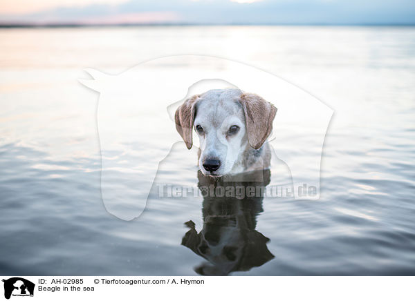 Beagle im Meer / Beagle in the sea / AH-02985