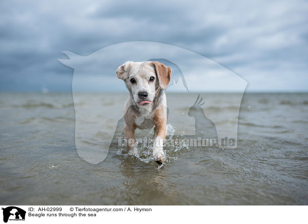 Beagle rennt durchs Meer / Beagle runs through the sea / AH-02999