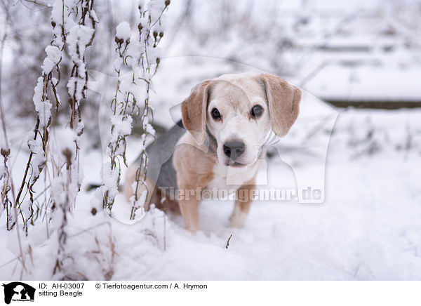 sitzender Beagle / sitting Beagle / AH-03007