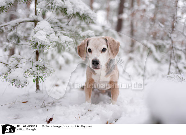 sitzender Beagle / sitting Beagle / AH-03014