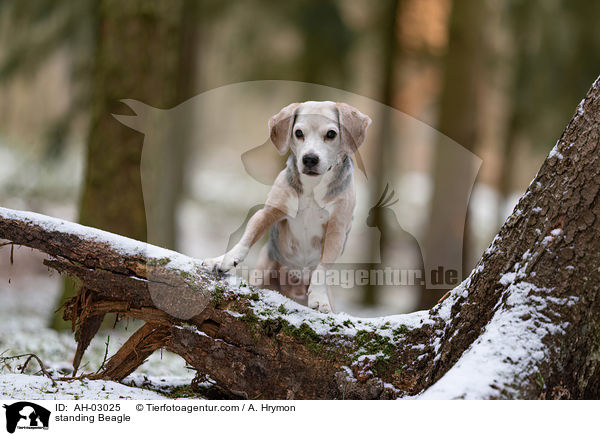 stehender Beagle / standing Beagle / AH-03025