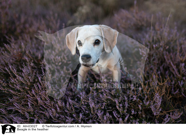 Beagle in der Heide / Beagle in the heather / AH-03027