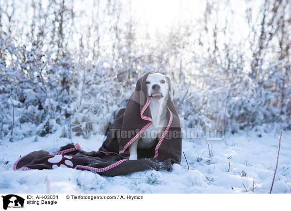sitzender Beagle / sitting Beagle / AH-03031