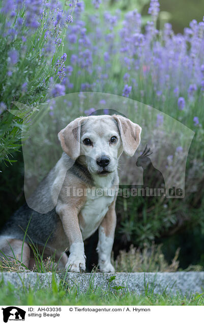 sitzender Beagle / sitting Beagle / AH-03036