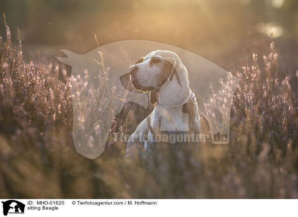 sitzender Beagle / sitting Beagle / MHO-01620
