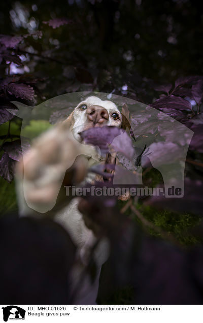 Beagle gibt Pftchen / Beagle gives paw / MHO-01626