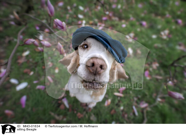 sitzender Beagle / sitting Beagle / MHO-01634