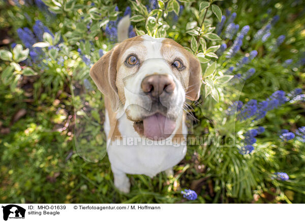 sitzender Beagle / sitting Beagle / MHO-01639