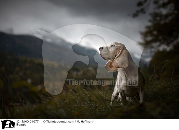 Beagle / Beagle / MHO-01677