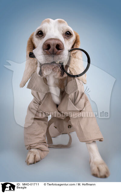 Beagle / Beagle / MHO-01711