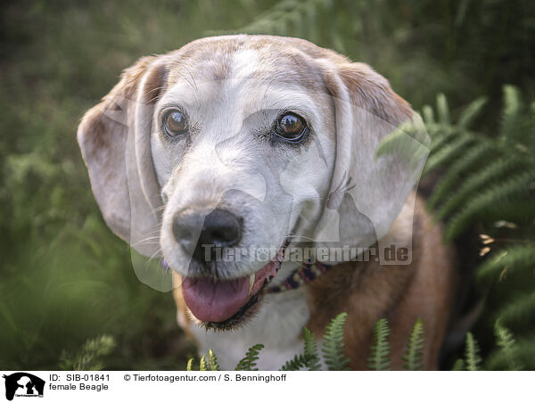 Beagle Hndin / female Beagle / SIB-01841