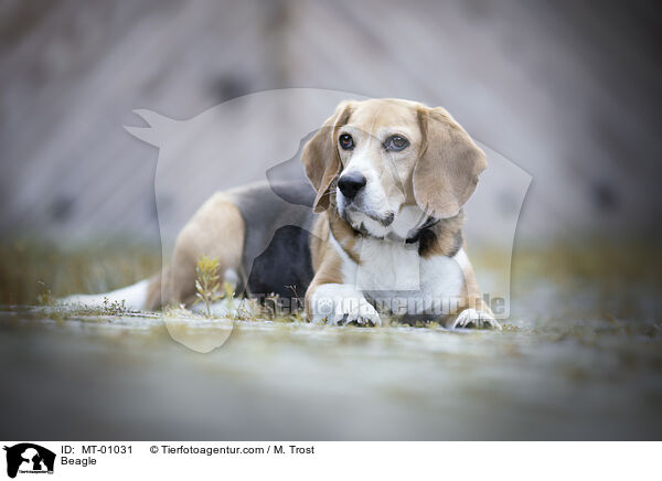 Beagle / Beagle / MT-01031