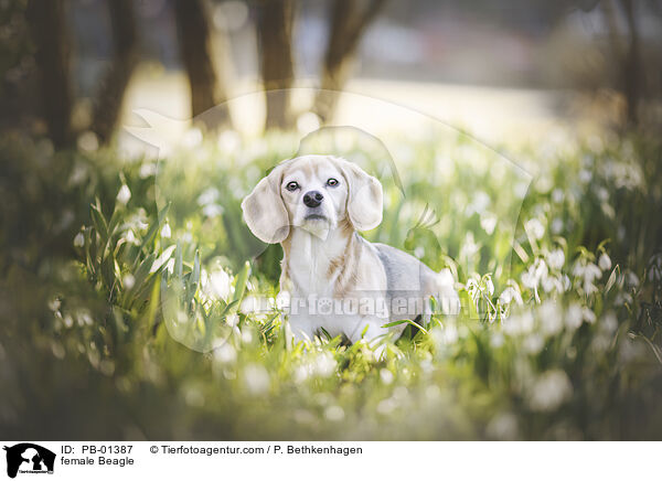 Beagle Hndin / female Beagle / PB-01387
