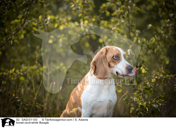 brown-and-white Beagle / SAD-01193