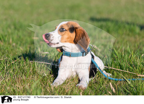 young Beagle / SST-21780