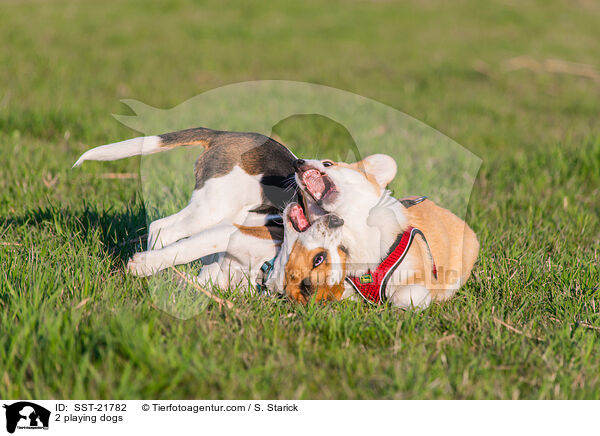 2 playing dogs / SST-21782