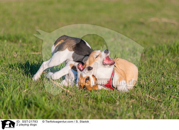 2 playing dogs / SST-21783
