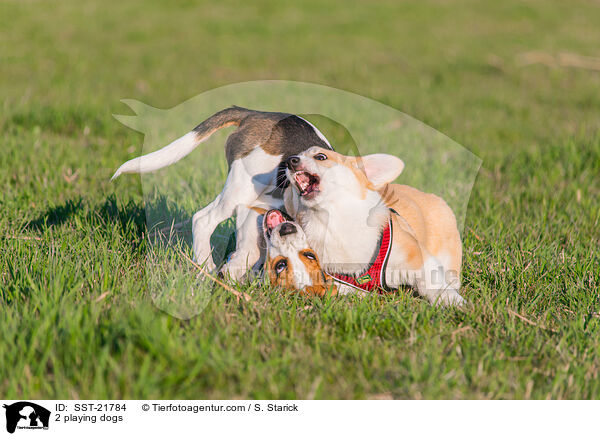 2 playing dogs / SST-21784