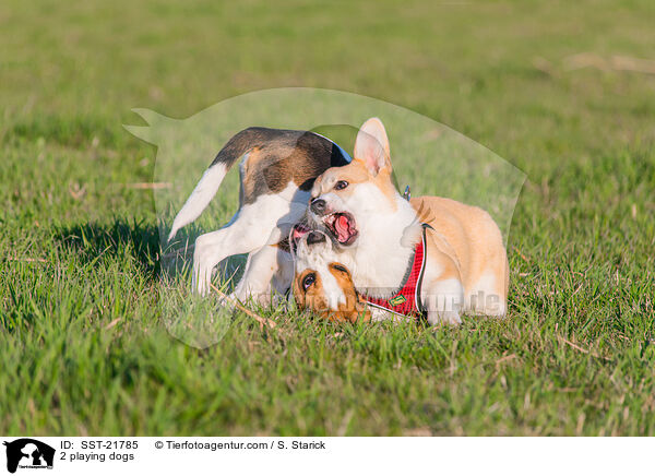 2 playing dogs / SST-21785