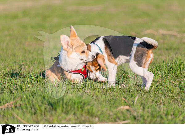 2 playing dogs / SST-21788