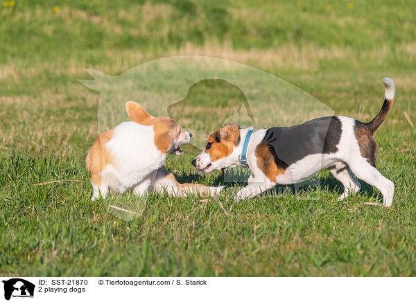 2 playing dogs / SST-21870