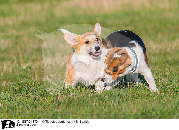 2 playing dogs / SST-21873