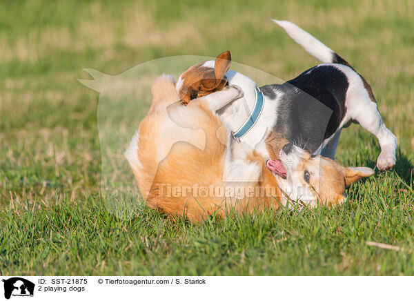 2 playing dogs / SST-21875