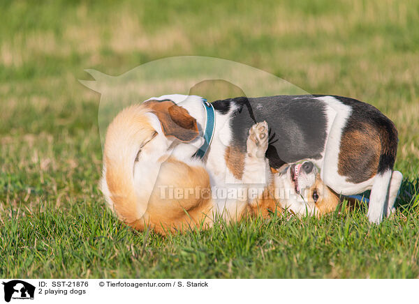 2 playing dogs / SST-21876