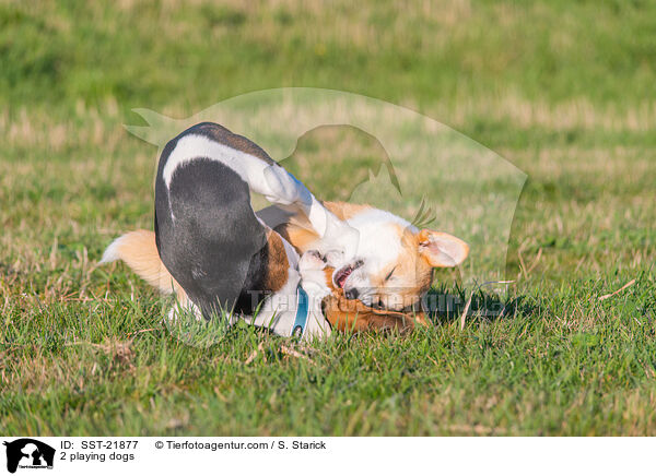 2 playing dogs / SST-21877