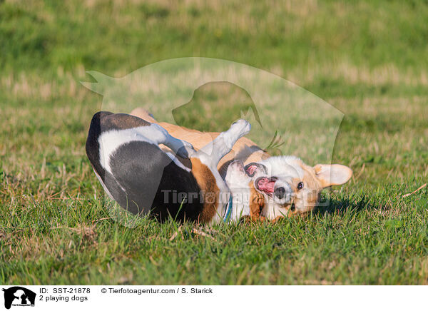 2 playing dogs / SST-21878