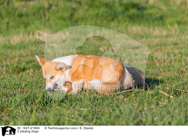 2 playing dogs / SST-21884
