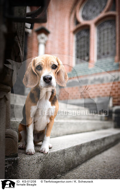 female Beagle / KS-01208