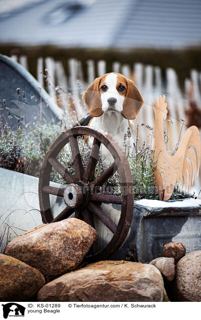 young Beagle / KS-01289