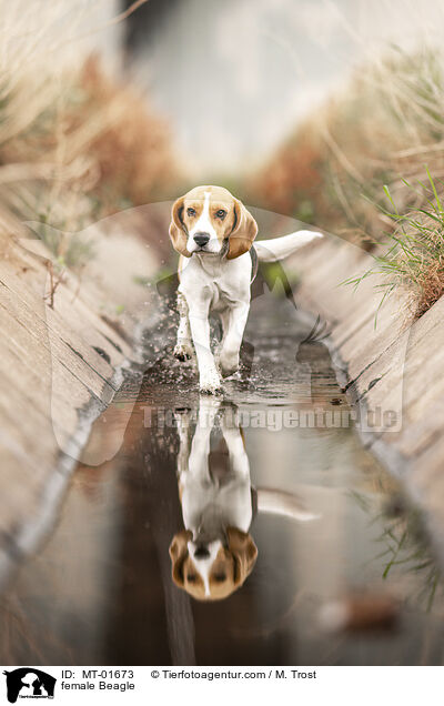 Beagle Hndin / female Beagle / MT-01673