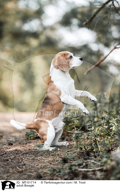 adult Beagle / MT-01714