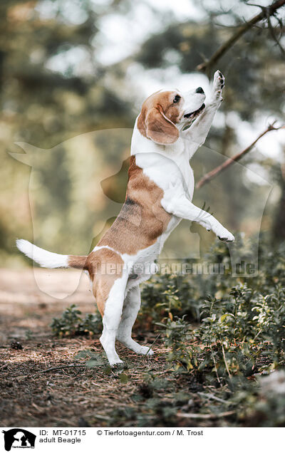 adult Beagle / MT-01715
