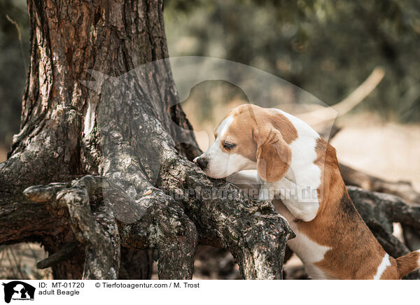 adult Beagle / MT-01720