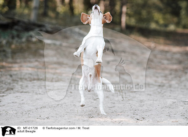 ausgewachsener Beagle / adult Beagle / MT-01726
