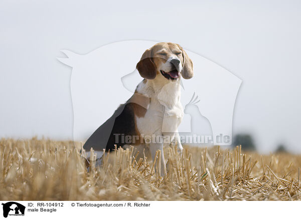 Beagle Rde / male Beagle / RR-104912