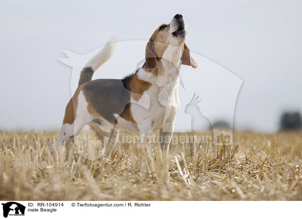 male Beagle / RR-104914