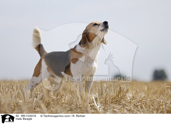 male Beagle / RR-104916