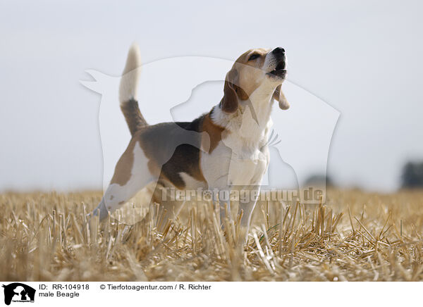 male Beagle / RR-104918