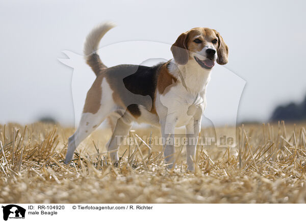 Beagle Rde / male Beagle / RR-104920