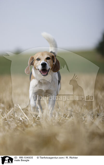 male Beagle / RR-104935
