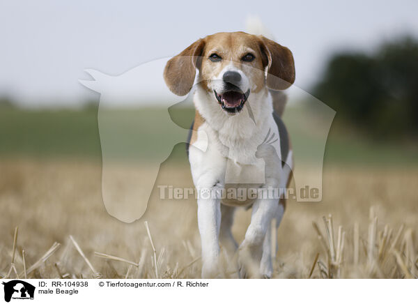 male Beagle / RR-104938