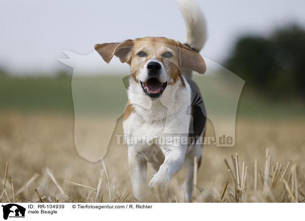 male Beagle / RR-104939
